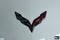 2019 Chevrolet Corvette Grand Sport Grand Sport 1LT